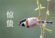 今日驚蟄，春雷響，萬物長